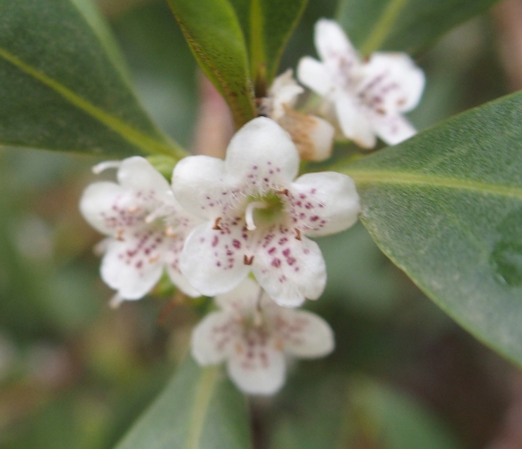 Myoporum insulare (Scrophulariaceae) - Argentina e Palestina